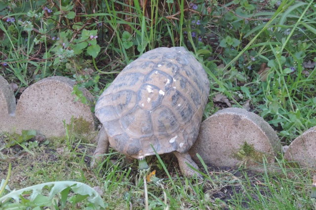 zig-zag : nos vénérables carapaces  1590543813