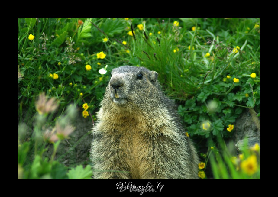 Marmottes, Bouquetins du Queyras  160094ColAgnel28