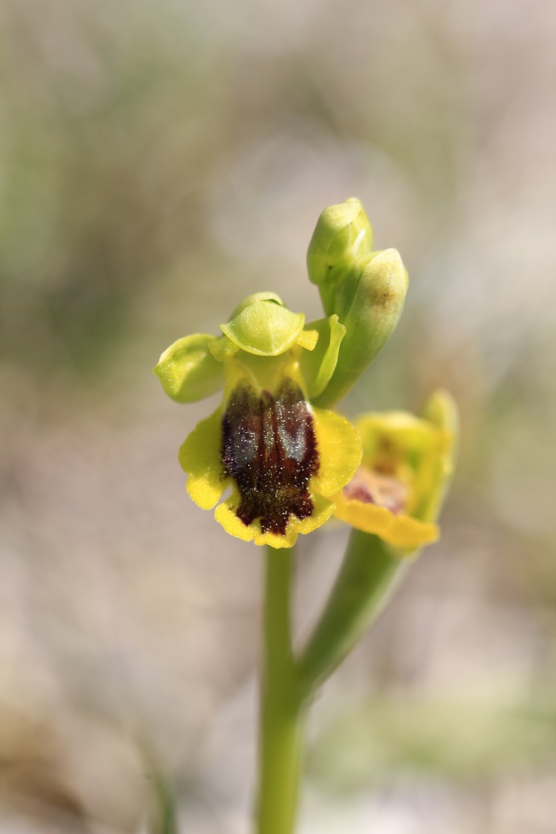 Ophrys (Pseudophrys) lutea ( Ophrys jaune ) 160816MG1067