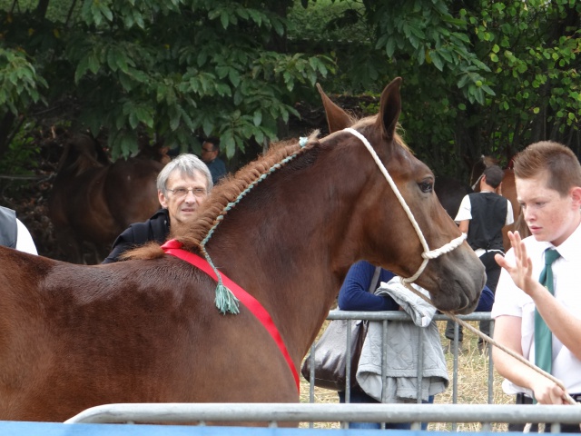 foire aux poulains  161342DSC00908