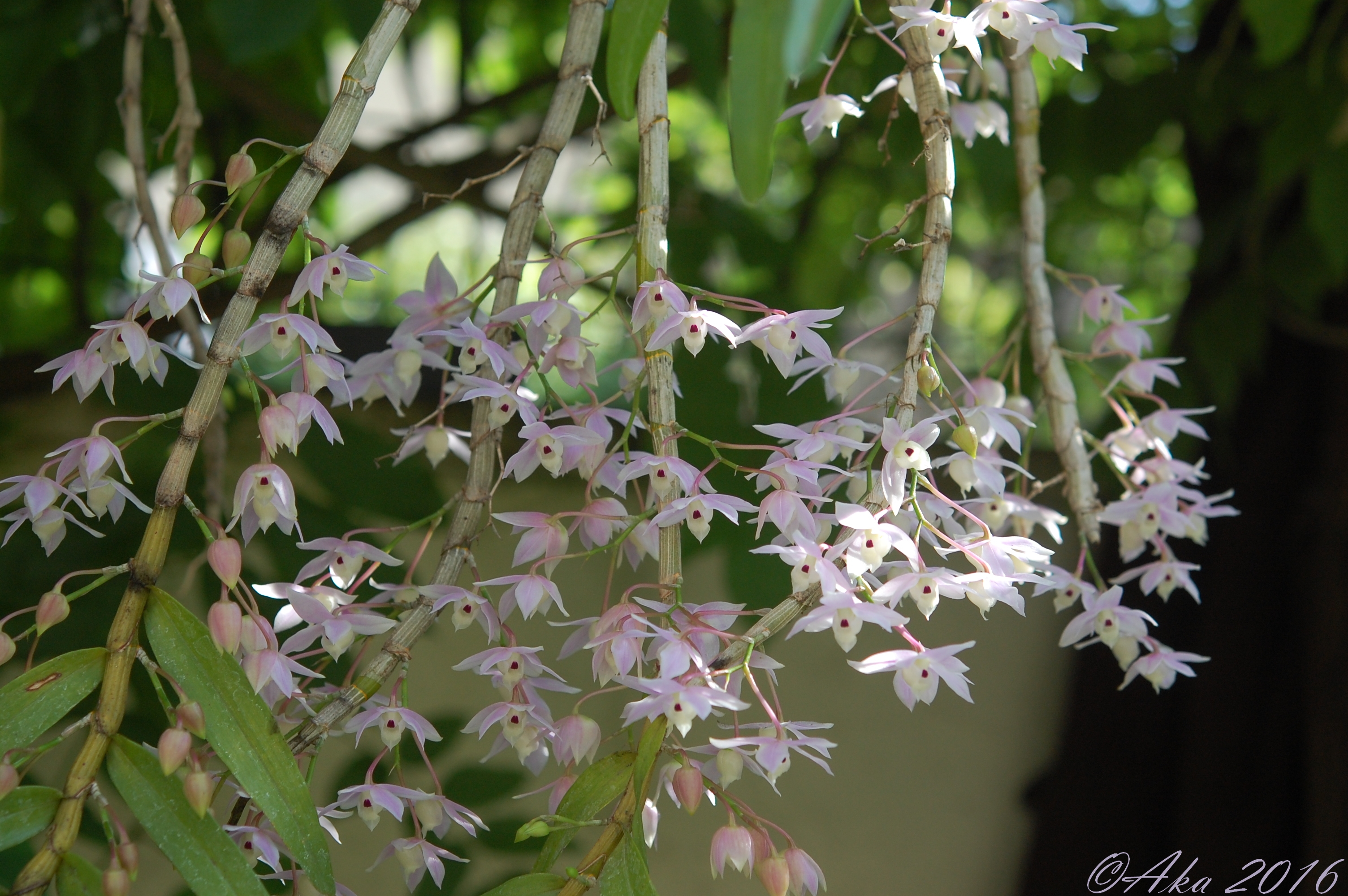 Dendrobium hercoglossum 161549hercoglossum