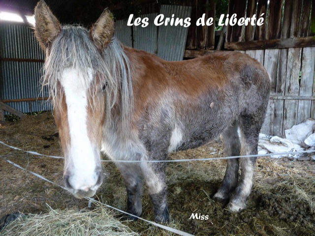 (Dept19) MISS & MELODY DE LIBERTE, Trait Breton PP, réservée par Jasmine!!! (Mars 2013) - Page 15 162425P1020990