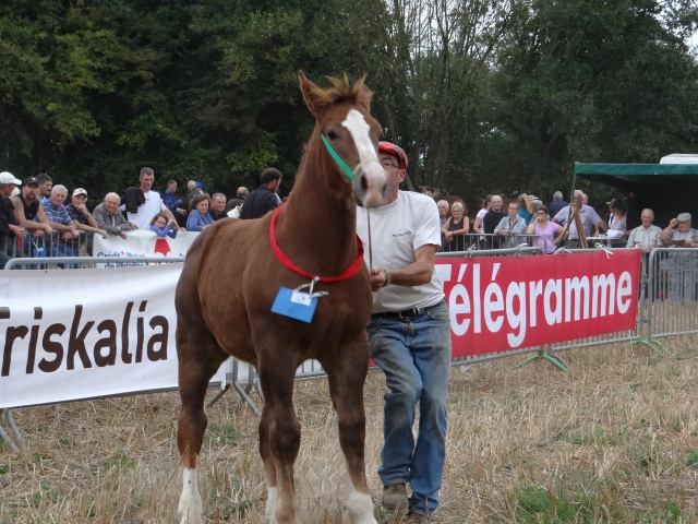 foire aux poulains  162604DSC00905