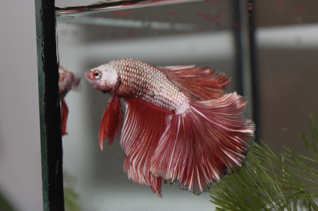 mon  betta  red dragon  est arrivé 163160dragonebay019