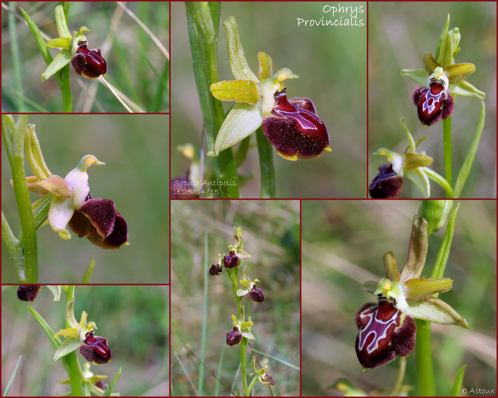 Ophrys provincialis ( Ophrys de Provence ) 163583Orchides250415
