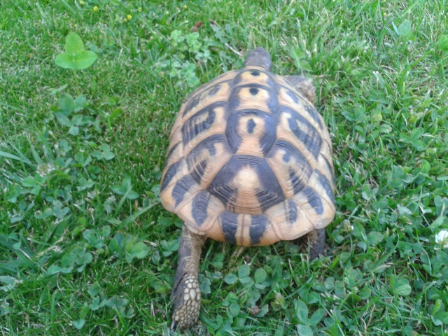 tortue hermann identification  16365120130703201729