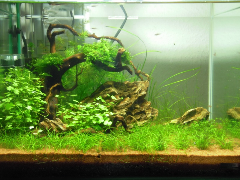 Mon Scaper's Tank 50L Aquascaping - Page 5 165176P3140178