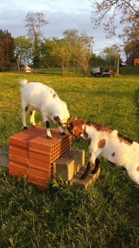 Mes 4 ruminants et leur ami le chien - Page 3 165368choub1