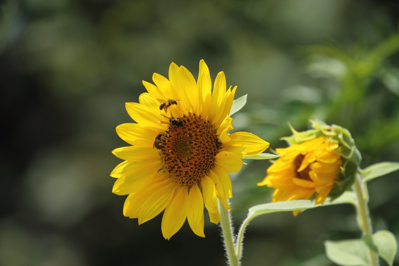 Abeilles en ballade... - Page 3 165549MG8875TOURNESOL