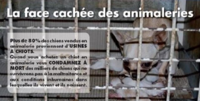 chiot - Conseils adoption chiot 166228Usinechiots1