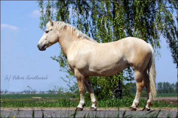 Harnais B. Palomino 16748598ac6496