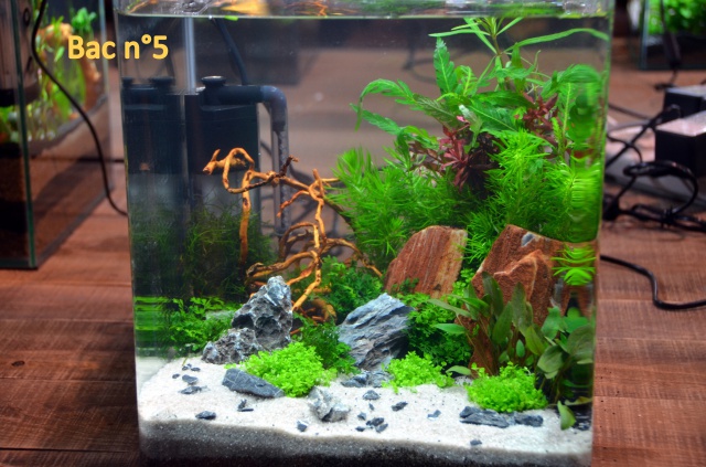 Concours d'aquascaping chez Le Lann le 10 et 11 novembre - Page 3 167967MAT5369