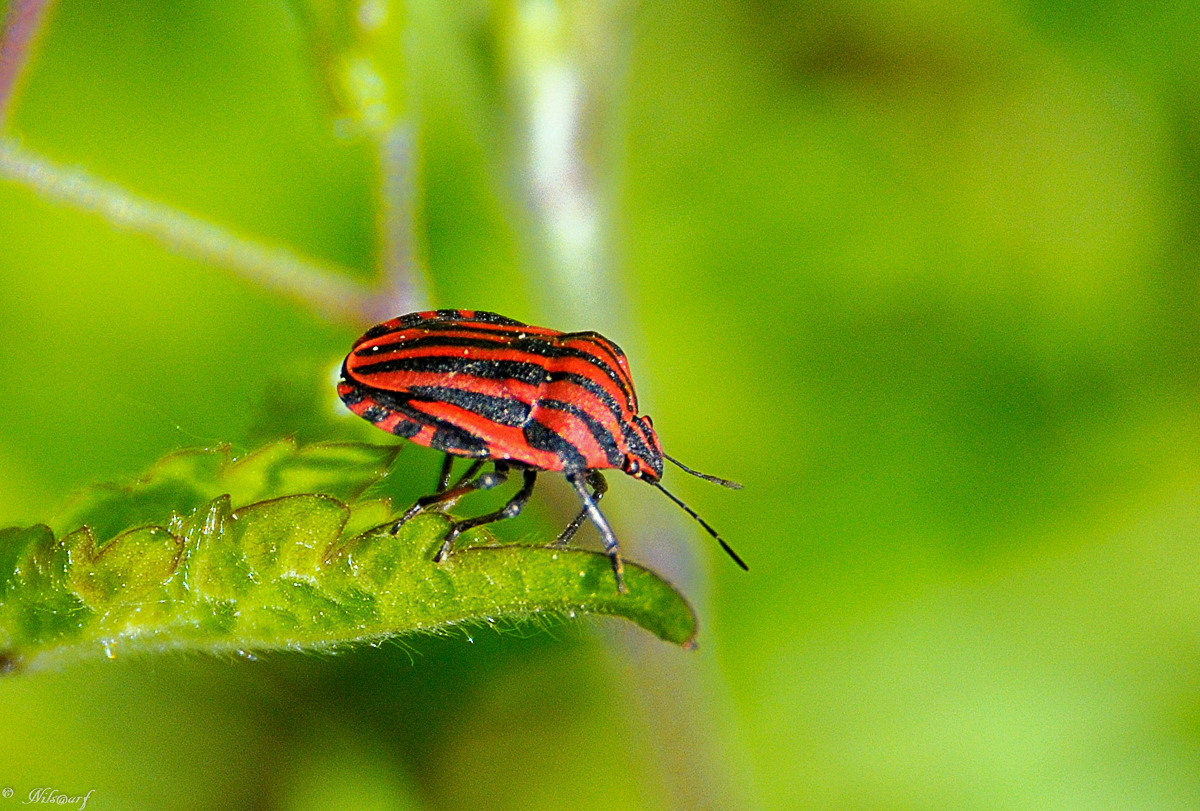 Fil ouvert - Proxi Insectes butinant - Page 12 169601DSC1914140420122245DxO