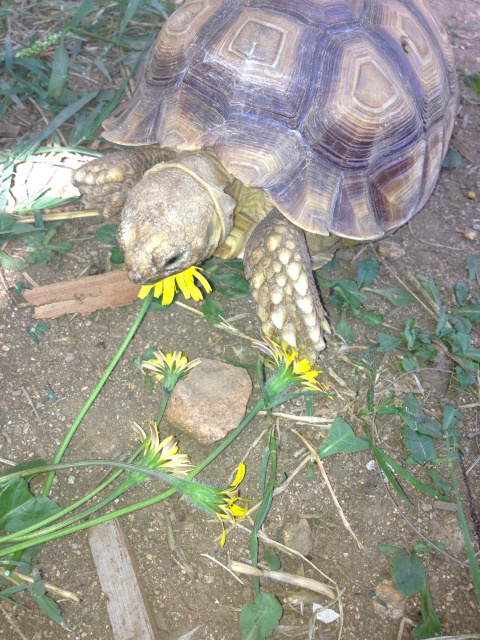 Miam les bonnes plantes  171163CENTROCHELYSSULCATA22SEPTEMBRE2012001