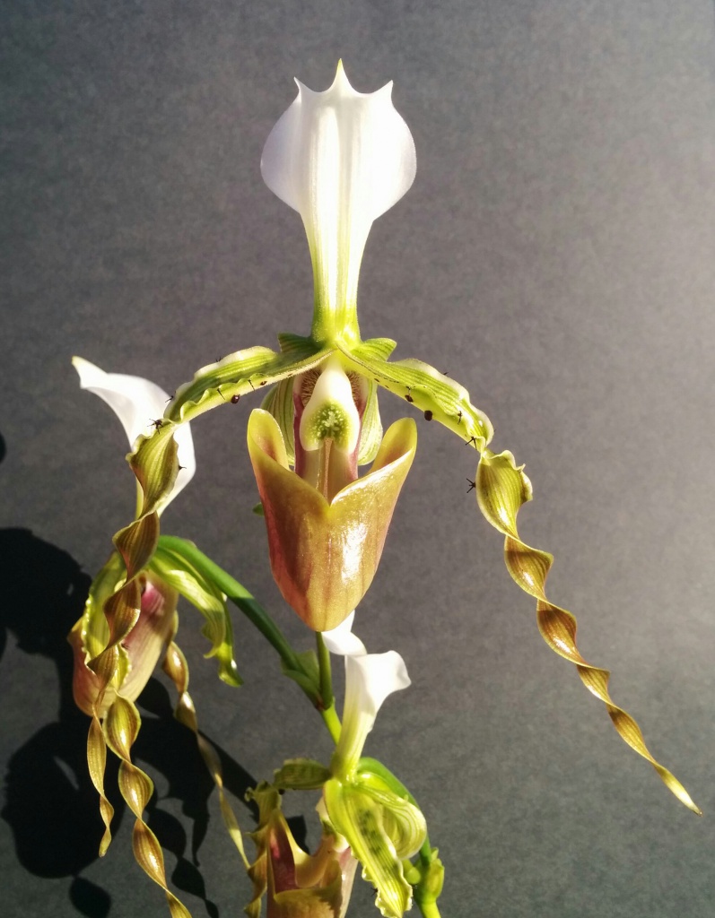 Paphiopedilum dianthum 17216520160901181849