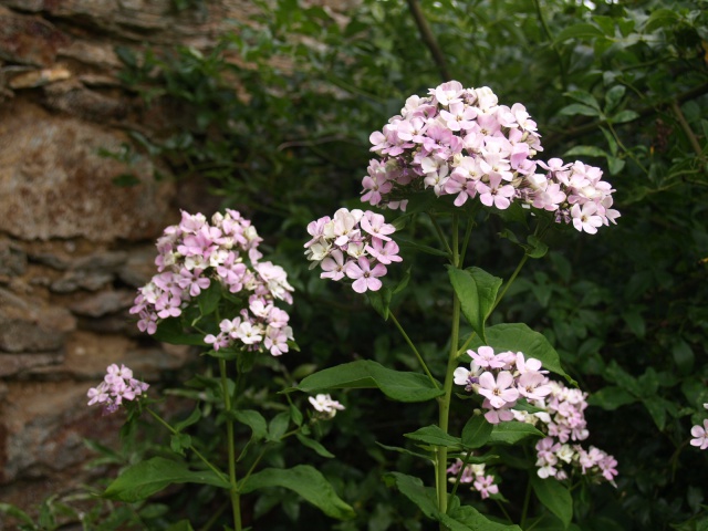 Phlox vivace, Phlox paniculata - Page 11 173095P7192884