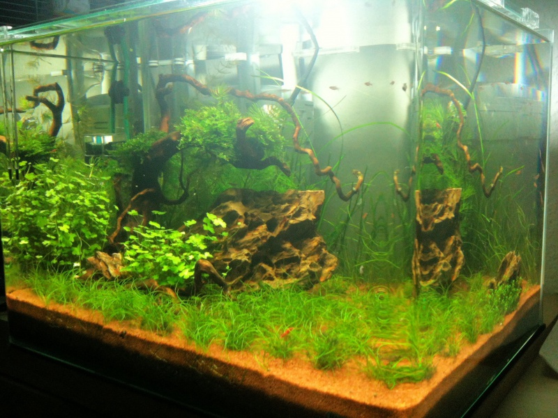Mon Scaper's Tank 50L Aquascaping - Page 2 174272IMG0337
