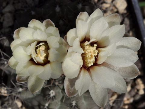 GYMNOCALYCIUM !!! - Page 4 174316quehlianumvzantnerianum120605003