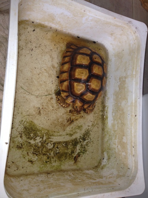 Photo de mes tortues au bain (ET JOYEUX NOEL) 175351IMG8231