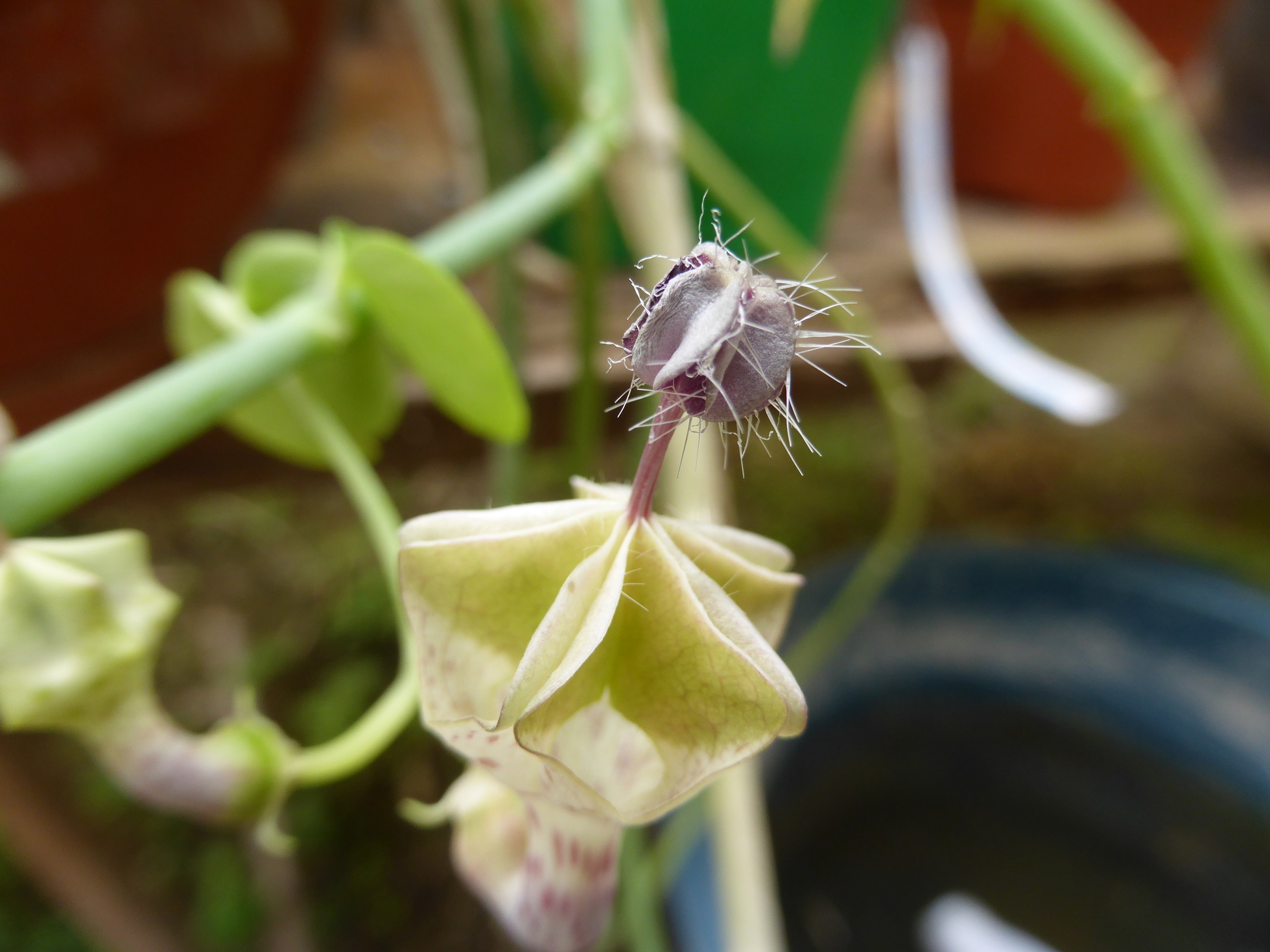 Ceropegia haygarthii 175963P1020449