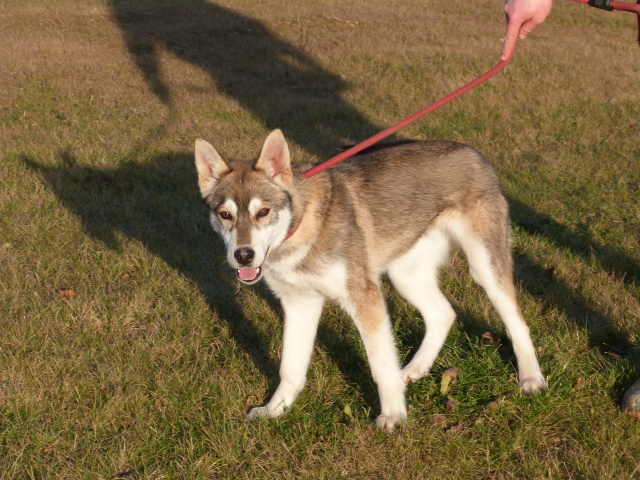 Chiot Husky avec beau masque recherche une famille REF:86PROPRIO RETROUVE 176230835f5