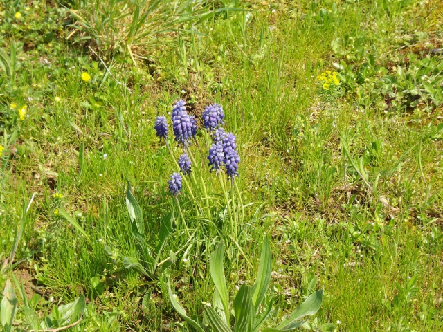 ambiance printanière, il y a comme un frémissement - Page 13 178152muscari1