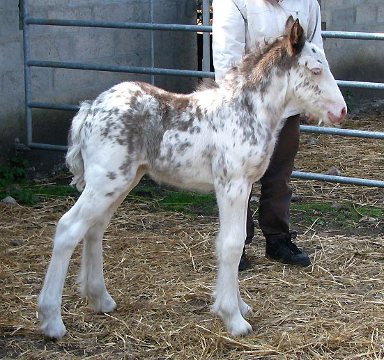 12 - 09 IC... Cerrydwen Tan, Gwenog Tan X Tallow Fillie 179522IMG2324