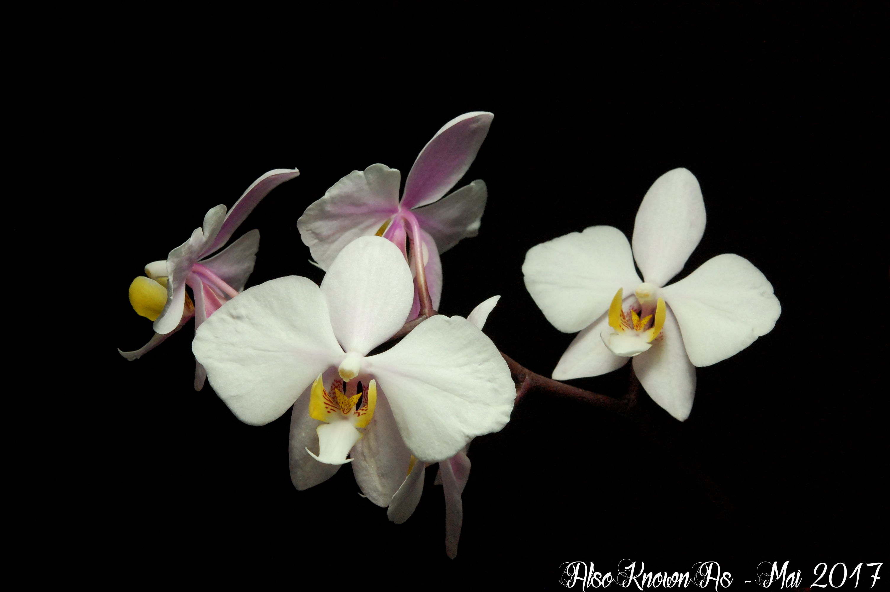 Phalaenopsis philippinensis 181584phil