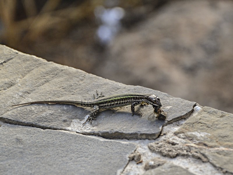 La chevalière abeille VS le tyran lezard :) 181676sans10d