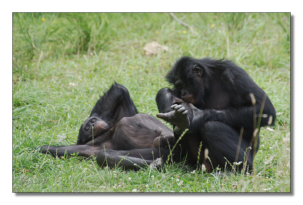 La vallée des singes - Page 3 181793bonobo20