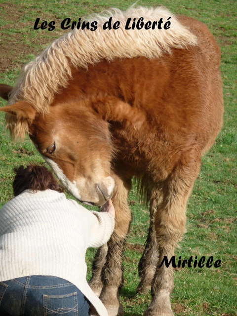 (Dept19) MIRTILLE, Trait Breton, 1 an, réservée par Britta en Allemagne (Mai 2013) - Page 7 182449Mirtille8