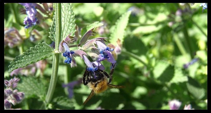 Quelques macros de cet été .. 18458622901619077210069781060385251321193515242306n