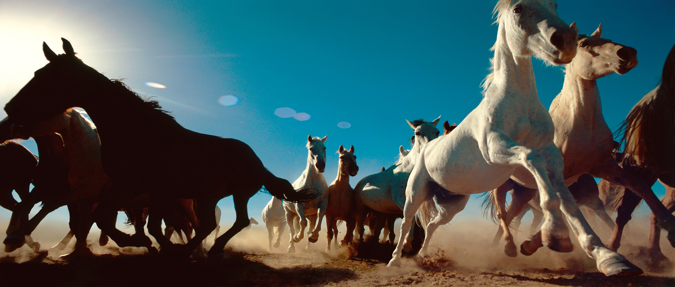 citation - Citation et photo de cheval(abattoir!!! il faut le SAVOIR et y REMEDIER!!! 184660Cheval