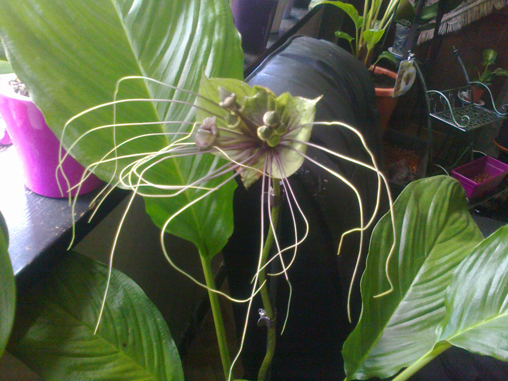 tacca green - Page 2 184816Photo0068