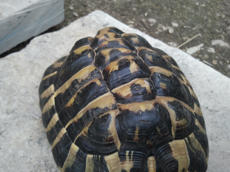 Tortue trouvée 18496120120705184253Copie