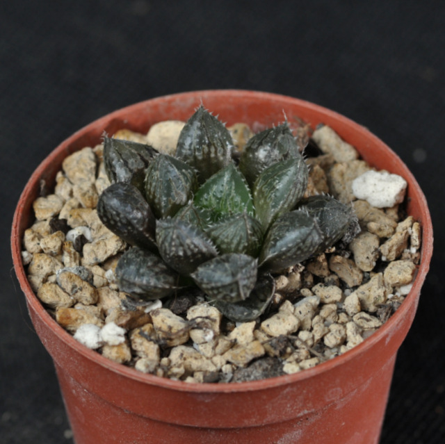 Des Haworthia qui ont grandi (et rougi ! ) 185094MirrorBall001