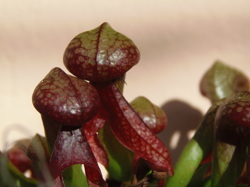 Darlingtonia Californica - Page 2 186263P1120035