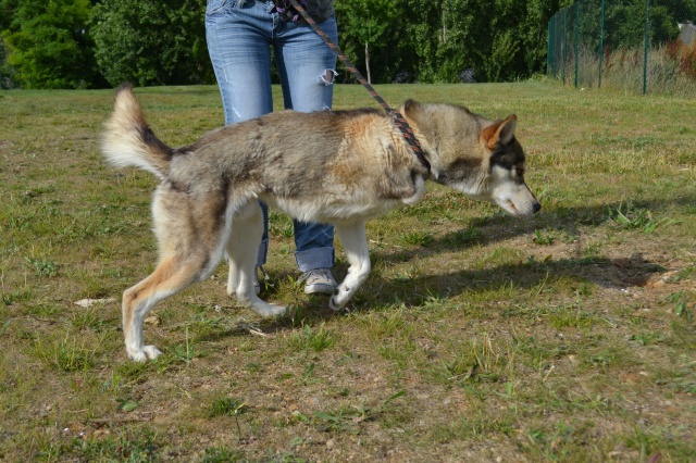 SKYy - husky 2 ans (3 pattes) Spa de Poitiers (86) 186293DSC00432