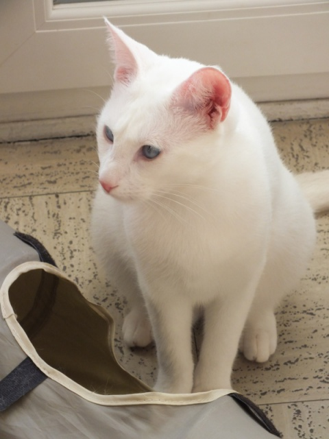 SUN CHAT M BLANC SOURD MALVOYANT 3 ANS LA PATTE ESPOIR  187134861