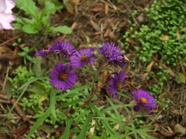 Aster d'automne  et d ete 187668PA037280