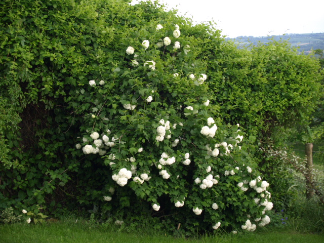 Viburnum opulus, Viorne obier, Boule de neige - Page 3 188097P5224489