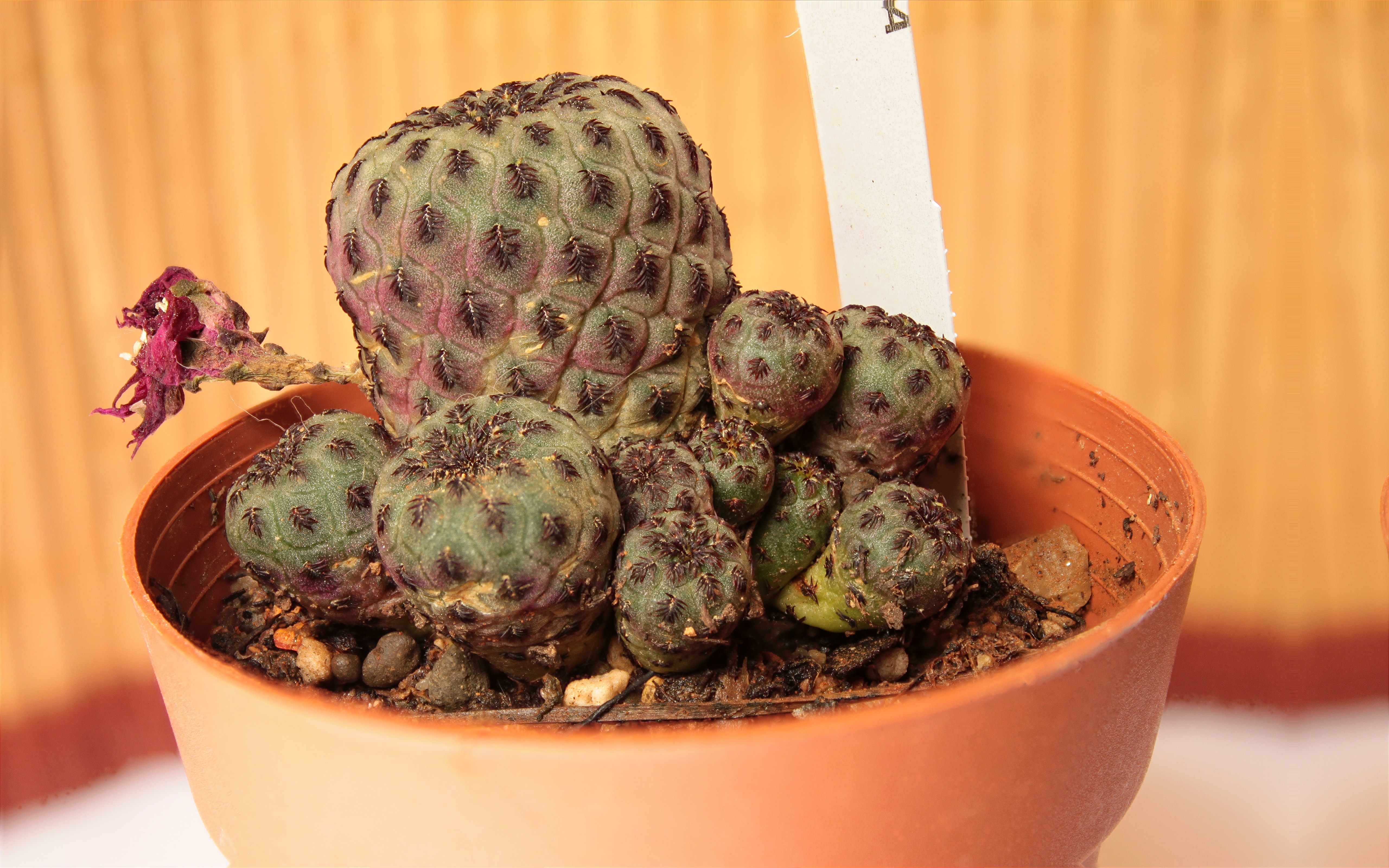 Présentation d'un Sulcorebutia rauschii (Cactaceae) 189025Sulcorebutiarauschii