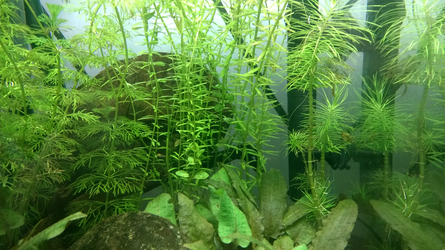 Présentation nano 30l betta 189383Plant1