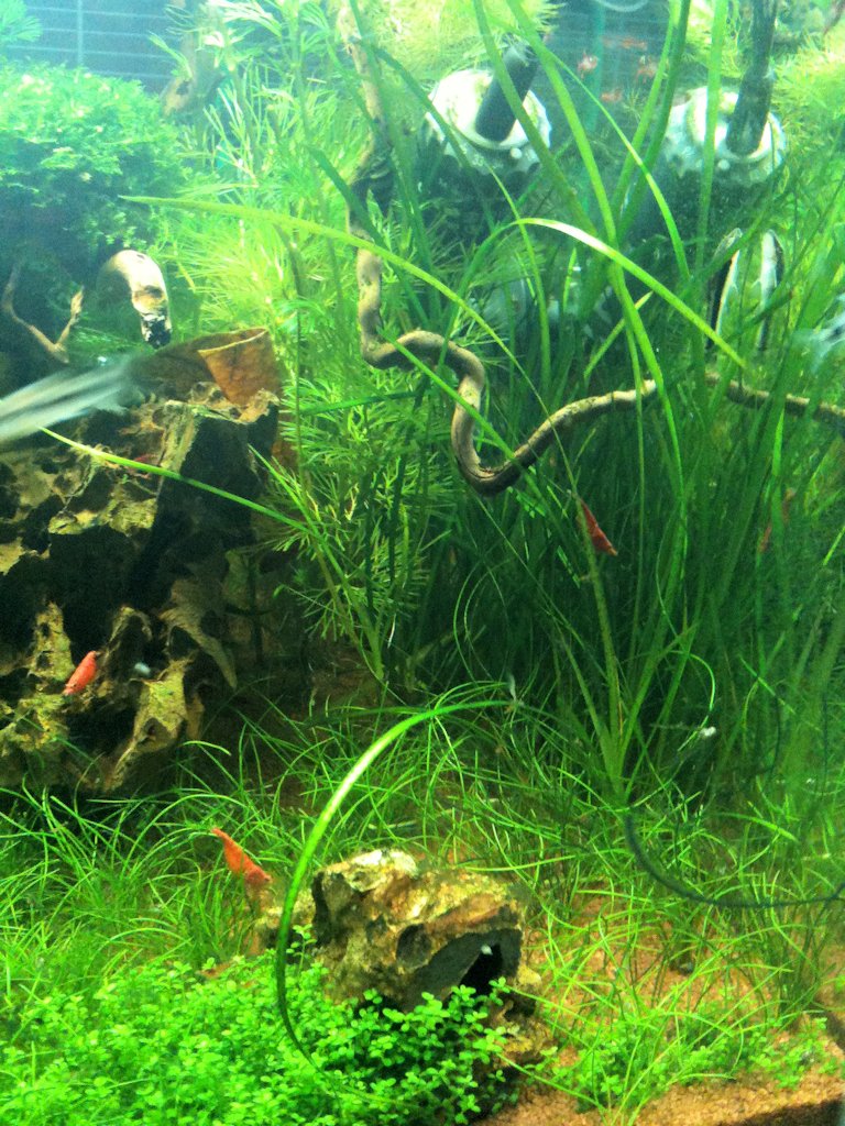 Mon Scaper's Tank 50L Aquascaping - Page 2 189399IMG0453