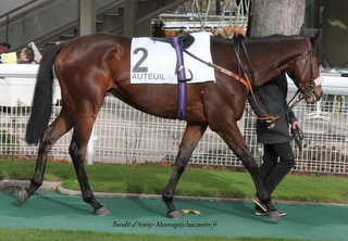 Prix Lutteur III 2016 ( St., L., Auteuil) 27-03 : Kelthomas 190344Bandit