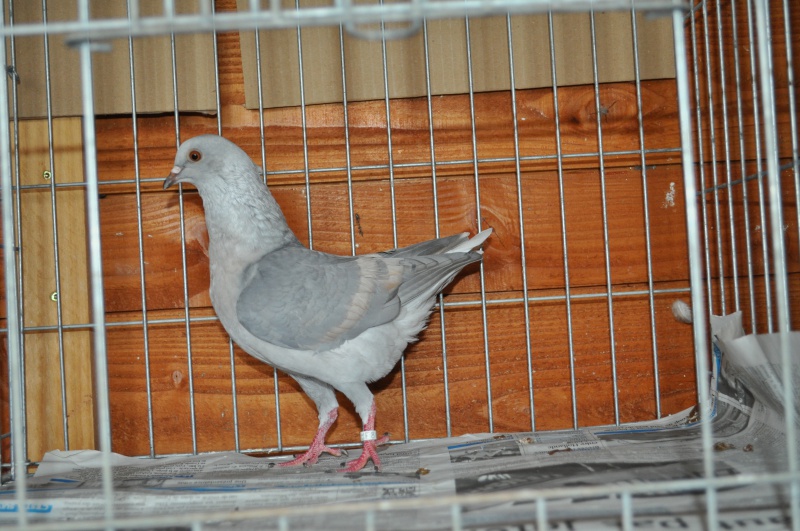 Pigeons de Modène Triganini 191594DSC0238