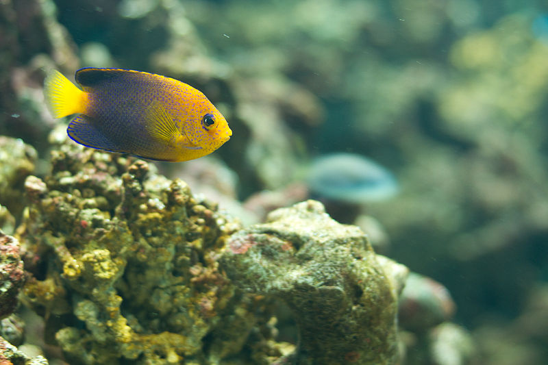 aquariophilie eau de mer - 192540800pxJapanesePygmyAngelfish