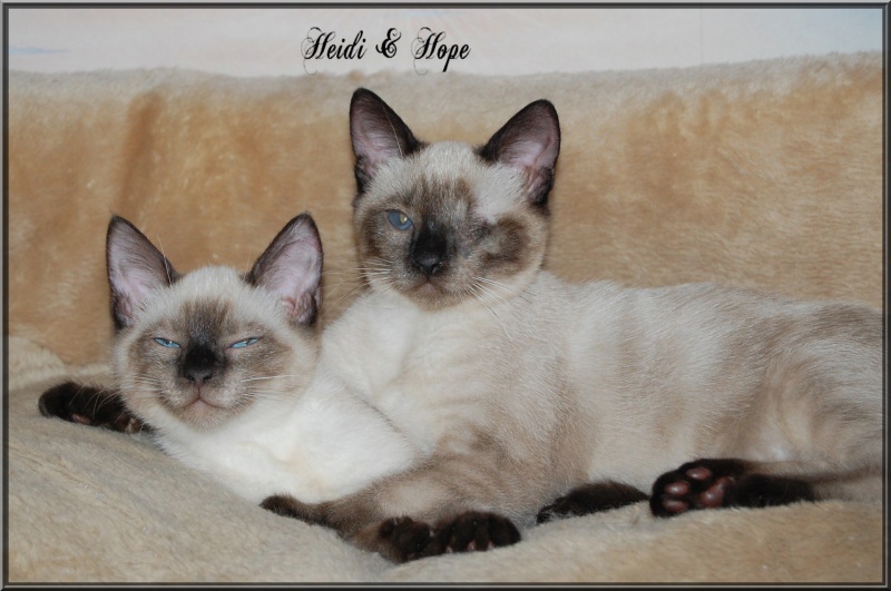 A adopter Heidi et Hope chatonnes 3 mois1/2 type siamois 192624DSC1285