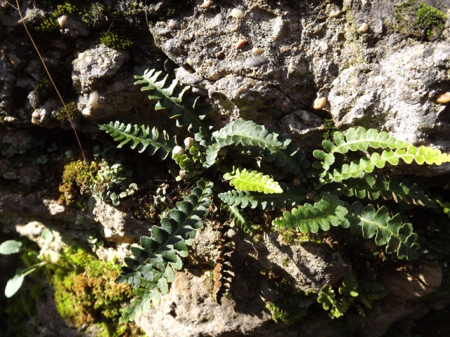 polypodium cambricum - flore des vieux murs, rochers  et rocailles naturelles - Page 4 192832DSCF4908