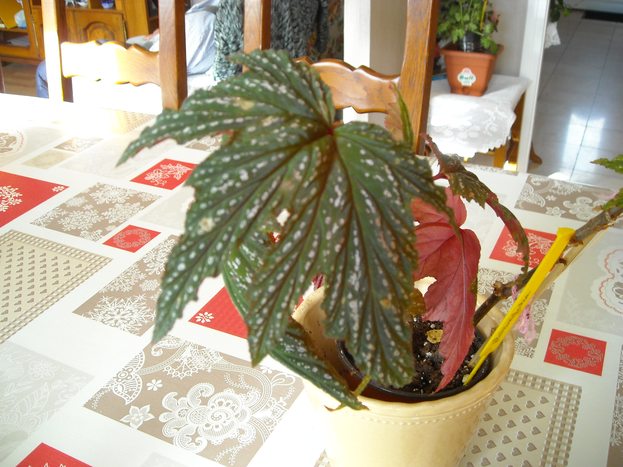 Bégonia platanifolia ou non ? 193594planatifolia001